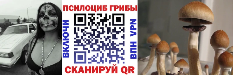 сайты даркнета наркотические препараты  Юрьев-Польский  Галлюциногенные грибы Cubensis 